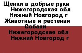Щенки в добрые руки !!! - Нижегородская обл., Нижний Новгород г. Животные и растения » Собаки   . Нижегородская обл.,Нижний Новгород г.